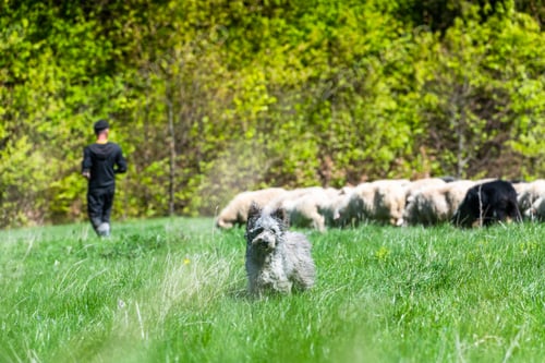 Preview: Sheepherd dog guarding sheeps grazing in Pieniny mountains in Poland at spring.