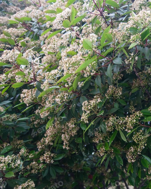 Preview: small flowers on the bushes