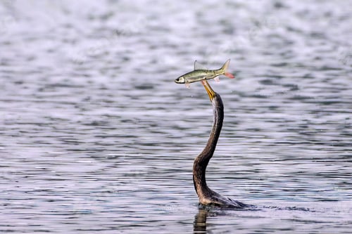 Preview: Darter bird catching fish in Keoladeo National Park, Rajasthan, India.