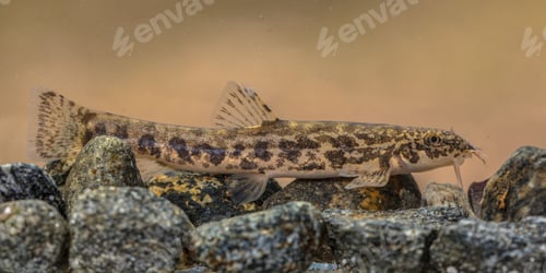 Preview: Stone loach on rocky river bottom