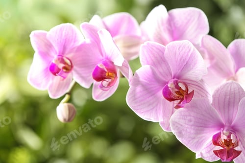 Preview: Branch of beautiful pink Phalaenopsis orchid on blurred background, closeup