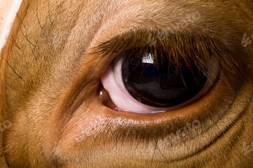 Preview: Holstein cow, 4 years old, looking at camera, close up on eye