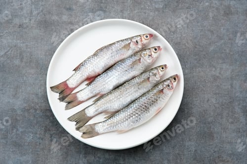Preview: Ikan Belanak or Moolgarda seheli