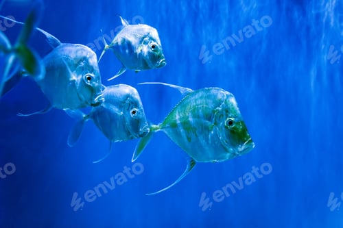 Preview: Silver Lookdown fish in aquarium