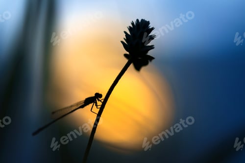 Preview: Damselfly perching on flower stem