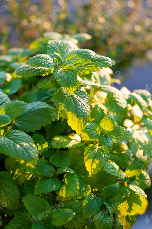 Preview: lemon balm (melissa) and thyme herb in flowerpot on balcony, urban container garden concept