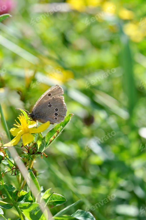 Preview: Butterfly