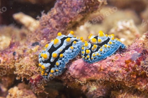 Preview: two beautiful nudibranchs on a coral, macro shot
