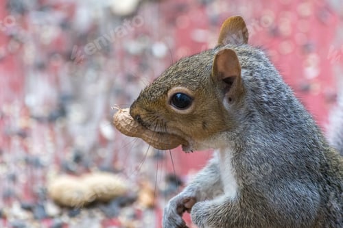Preview: Close up of American gray squirrel with peanut in mouth
