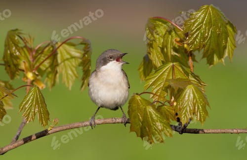 Preview: Lesser whitethroat, sylvia curruca. Bird sings sitting on a branch near the leaves of a chestnut