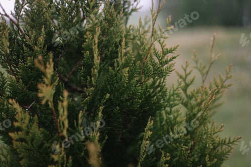 Preview: Close-up of bright green texture of natural greenery of the needles of Thuja occidentalis.