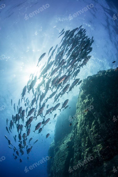 Preview: School of jacks around rocks, Roca Partida, Colima, Mexico