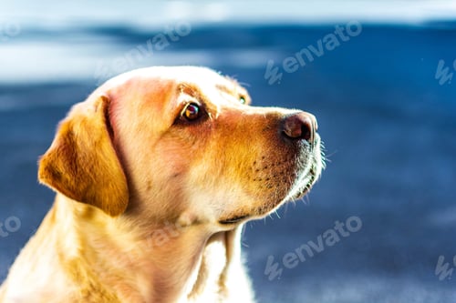 Preview: golden retriever, dog, pet, retriever