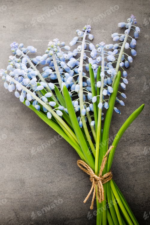 Preview: Bouquet of blue muscari on rustic gray background.