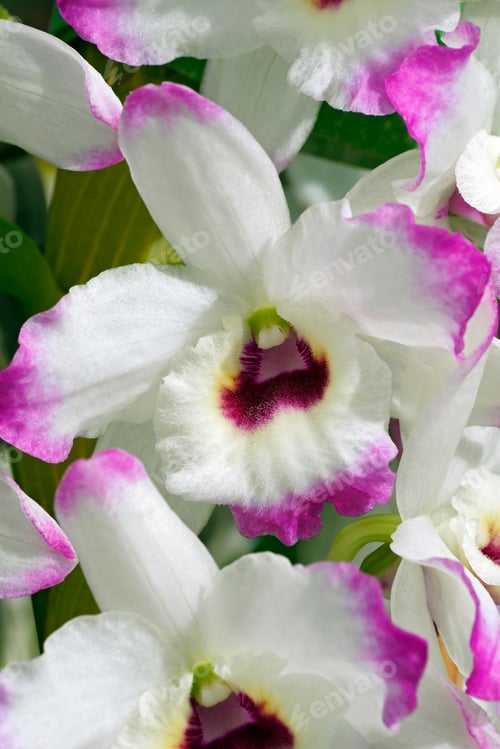 Preview: Dendrobium (Dendrobium 'Love Memory Fizz')