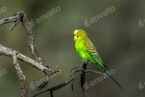 Preview: Vibrant green and yellow colored parrot perched on a barren brown branch.