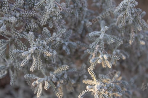 Preview: Gray floral background. Plant Fragrant evergreen shrub Santolina. Garden flower.