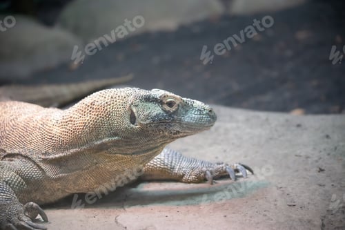Preview: Big size iguana portrait from jungle