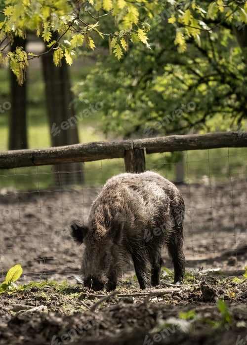 Preview: Boar strolling through muddy enclosure space