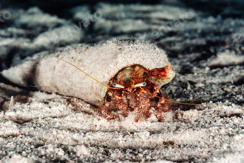 Preview: Underwater Hermit Crab Emerging From Sandy Burrow in a Tranquil Ocean Environment