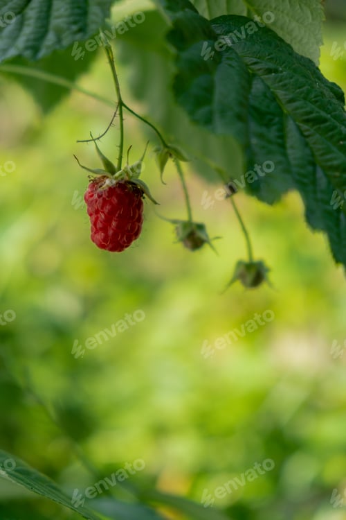 Preview: Raspberries Fruits on Bush in Farm or Garden. Harvest or Picking raspberry. Greenery background