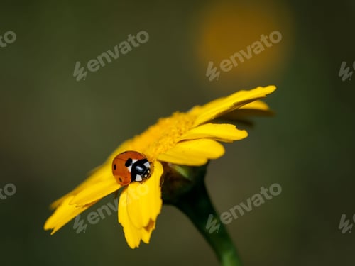 Preview: Small ladybug atop a yellow daisy flower in a garden