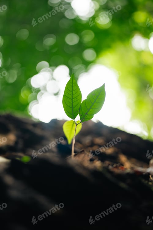 Preview: Nature Vibrant Green Leaves and Fresh Foliage Forest, Conservation Ecology
