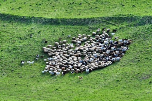 Preview: Herd of sheep gathering in the mountains