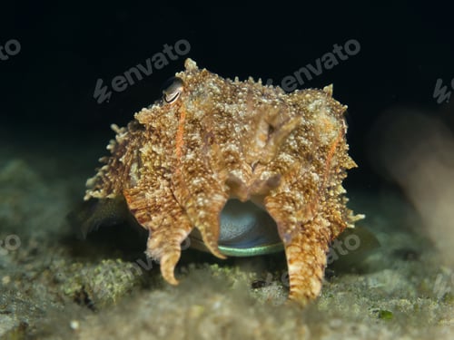 Preview: iridescent squid at night