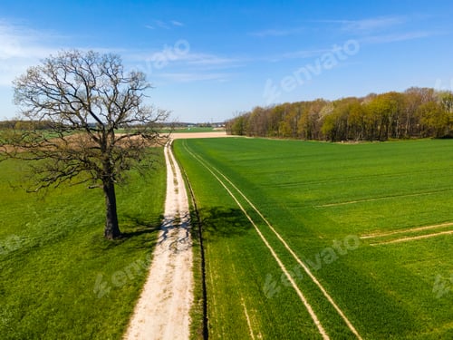 Preview: Field, Tree And Blue Sky