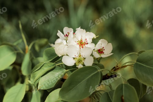 Preview: Beautiful pear tree in blossom. White flowers and buds. Spring blooming floral background.