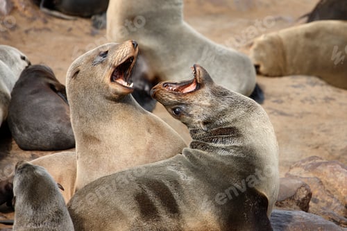 Preview: Cape Cross Seal Colony - Namibia