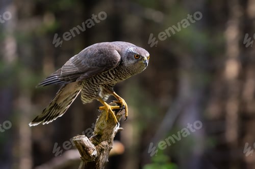 Preview: Northern goshawk perched on a branch in a scenic forest landscape.