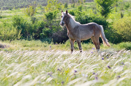 Preview: Horse in a field