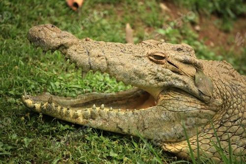 Preview: Crocodille - African Wildlife