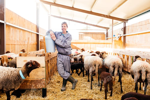 Preview: Smiling adult woman with flock of sheep in barn