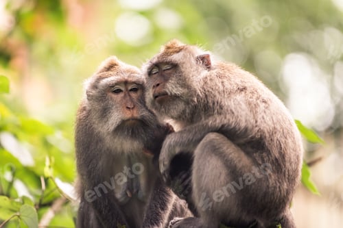 Preview: Portrait of an Adult Monkey in Monkey Forest, Ubud, Bali
