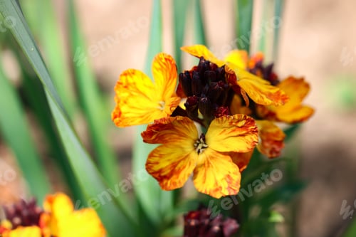 Preview: An orange maroon spring flower