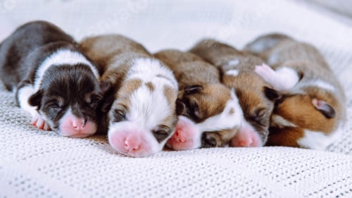 Preview: Portrait of five lovely two-month-old puppies of dog pembroke welsh corgi relaxing lying in row on