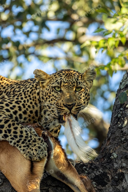 Preview: A leopard, Panthera pardus, eating the tail of an impala carcass.
