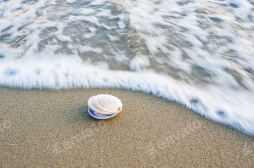 Preview: Close Up Photo of a Shell and Motion Blurred Seas, Tata Beach, Golden Bay, South Island, New Zealand