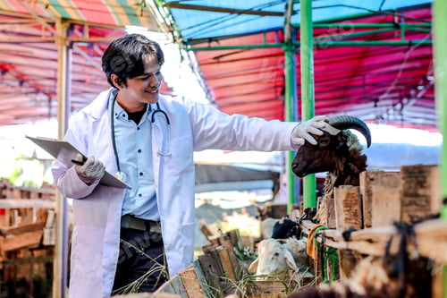 Preview: Male Vet Checking Goat’s Condition at Farm, Taking Notes on Clipboard