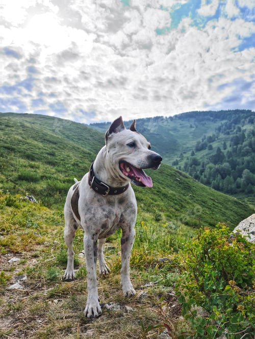 Preview: A pit bull dog stands on a walk in the mountains