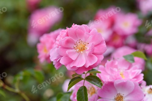 Preview: Tender pink tea roses background