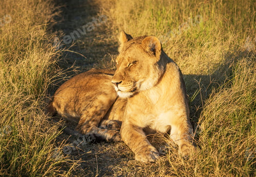 Preview: A Beautiful and Breathtaking Botswana Wildlife pictures