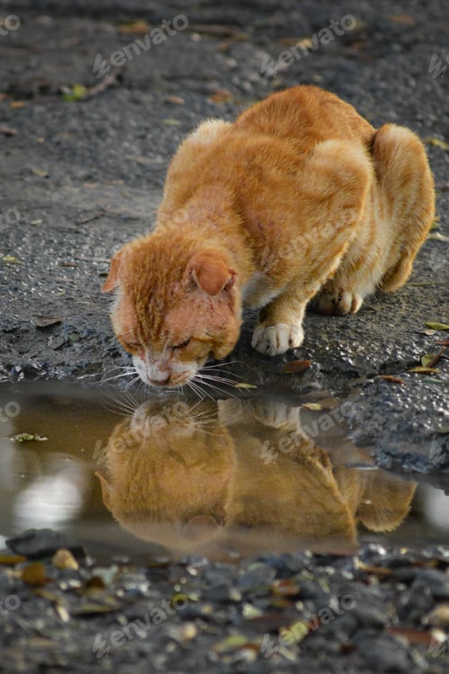 Preview: Thirsty cat