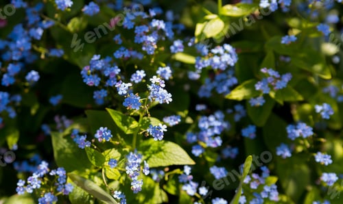 Preview: Beautiful Flowers In A Botanic Garden On A Bright Spring Day