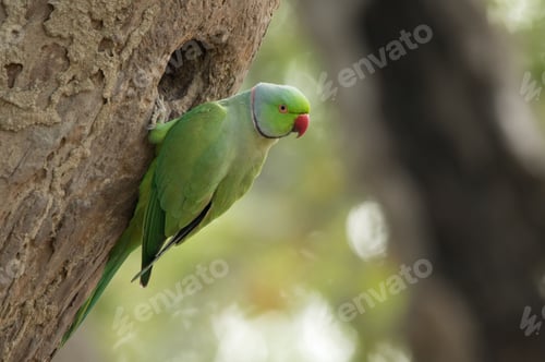 Preview: Close-up view of a Rose-ringed parakeet perching on the tree hole