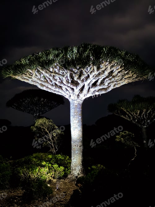 Preview: Dragon Tree shines under the night sky in Socotra natural landscape