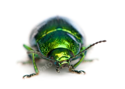 Preview: Leaf beetle, Chrysomelinae, in front of white background